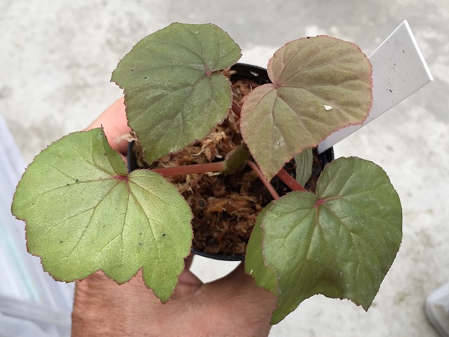B. ‘Davida’